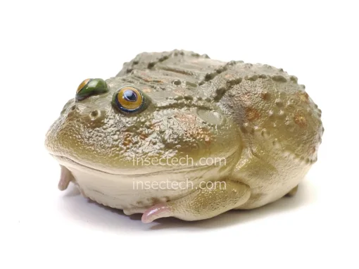 【動物の惑星】超激レア★アカミミガメ（廃盤シークレット）★フィギュア 61ndyOq47qL._AC_SY200_QL15_.jpg