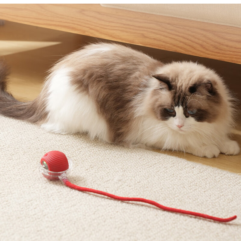 電動おもちゃ 猫のおもちゃ 猫じゃらし 電動 ボール 自動 飽きない ボール 光る 障害物回避 自動回転 3モード 猫 人気 静音設計 自動ローリング USB充電式 |  | 18