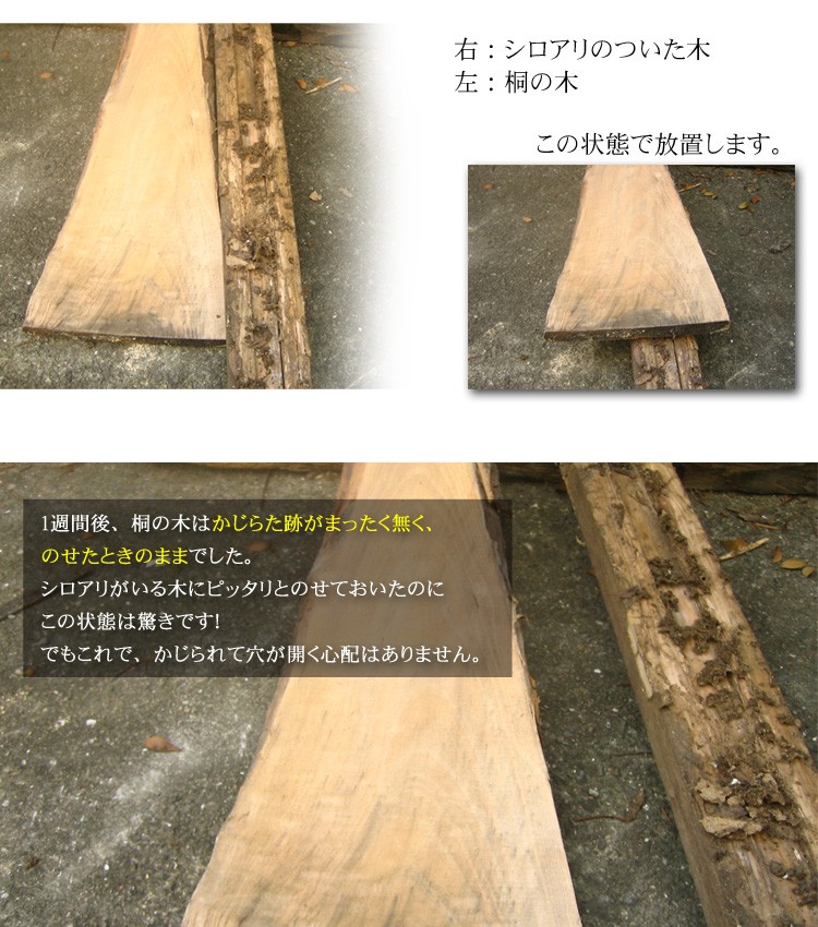 白アリ２