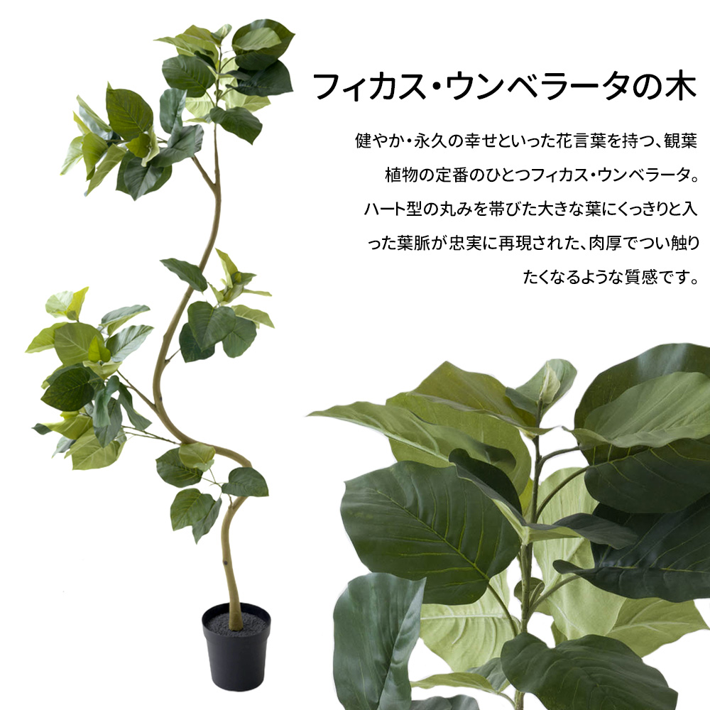 フェイクグリーン 大型 2m フィカス ウンベラータ 観葉植物