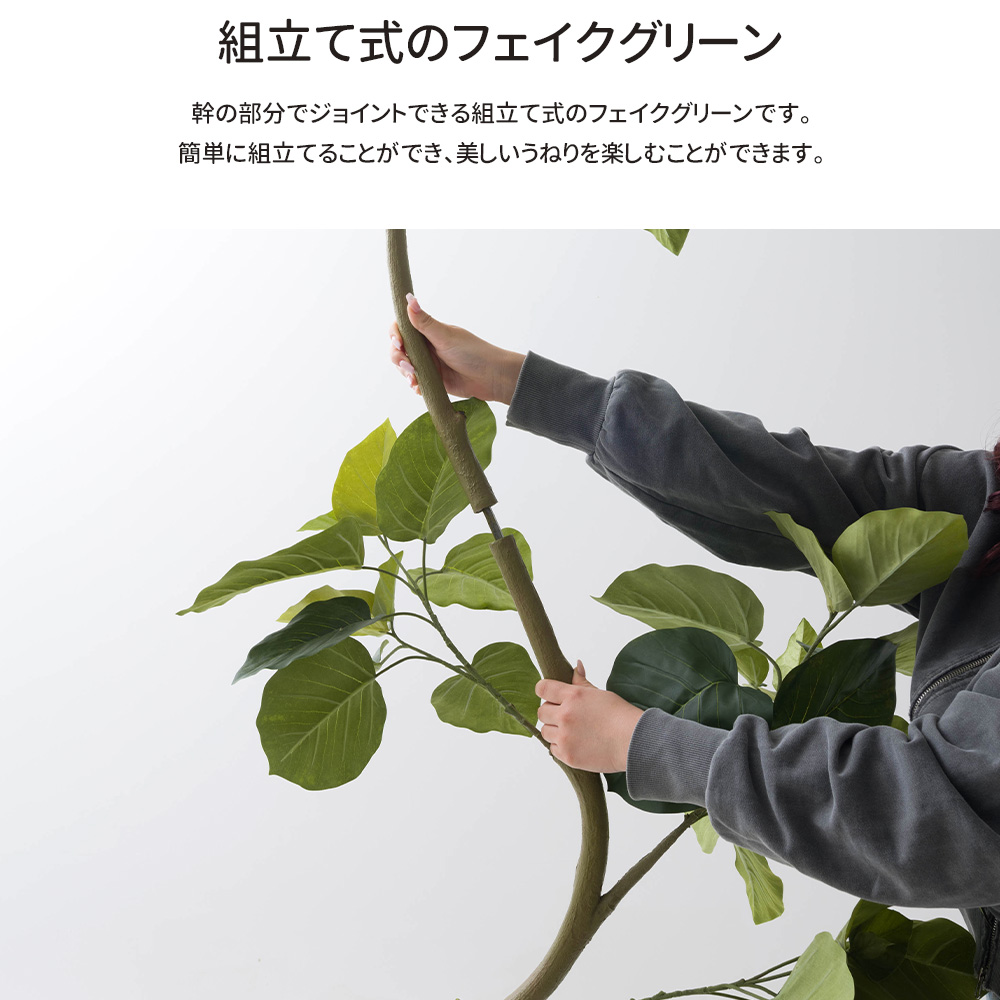 フェイクグリーン 大型 2m フィカス ウンベラータ 観葉植物 リアル
