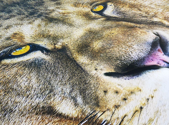 壁紙 住宅設備 おしゃれ 動物の写真 内装 張り替え Lion 自分で Diy クロス 輸入壁紙 紙製 ライオン Lion Csz 1 619 カーテン レールのインテリアデポ Kger029