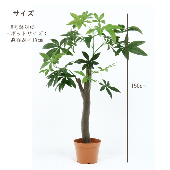 人工観葉植物 パキラ 朴の木タイプ フェイクグリーン 大型 8号鉢 : fgb-6665 : インテリアFESTA - 通販 -  Yahoo!ショッピング