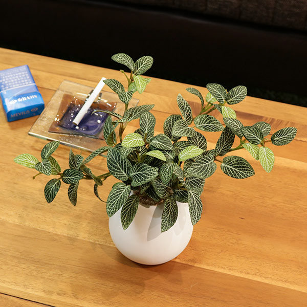 人工観葉植物 フィットニア 18cm フェイクグリーン 造花 光触媒