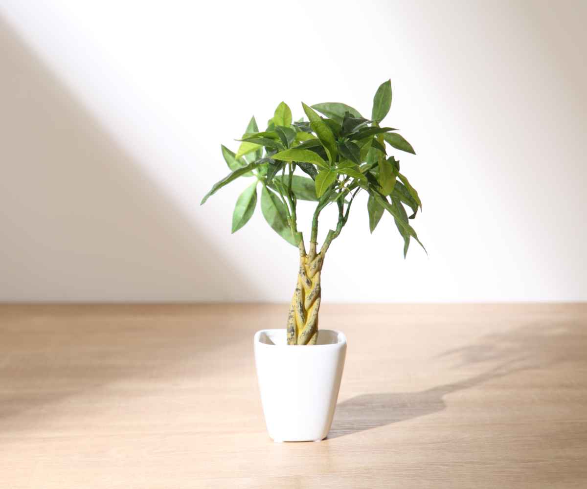 人工観葉植物 パキラ 27cm 観葉植物 造花 光触媒 （ ミニ 卓上 