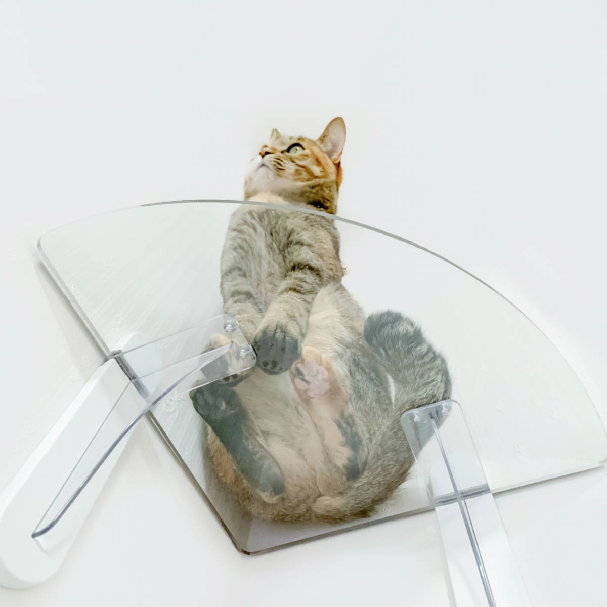 キャットステップ」の人気商品一覧 | 安い商品を通販サイトから探す