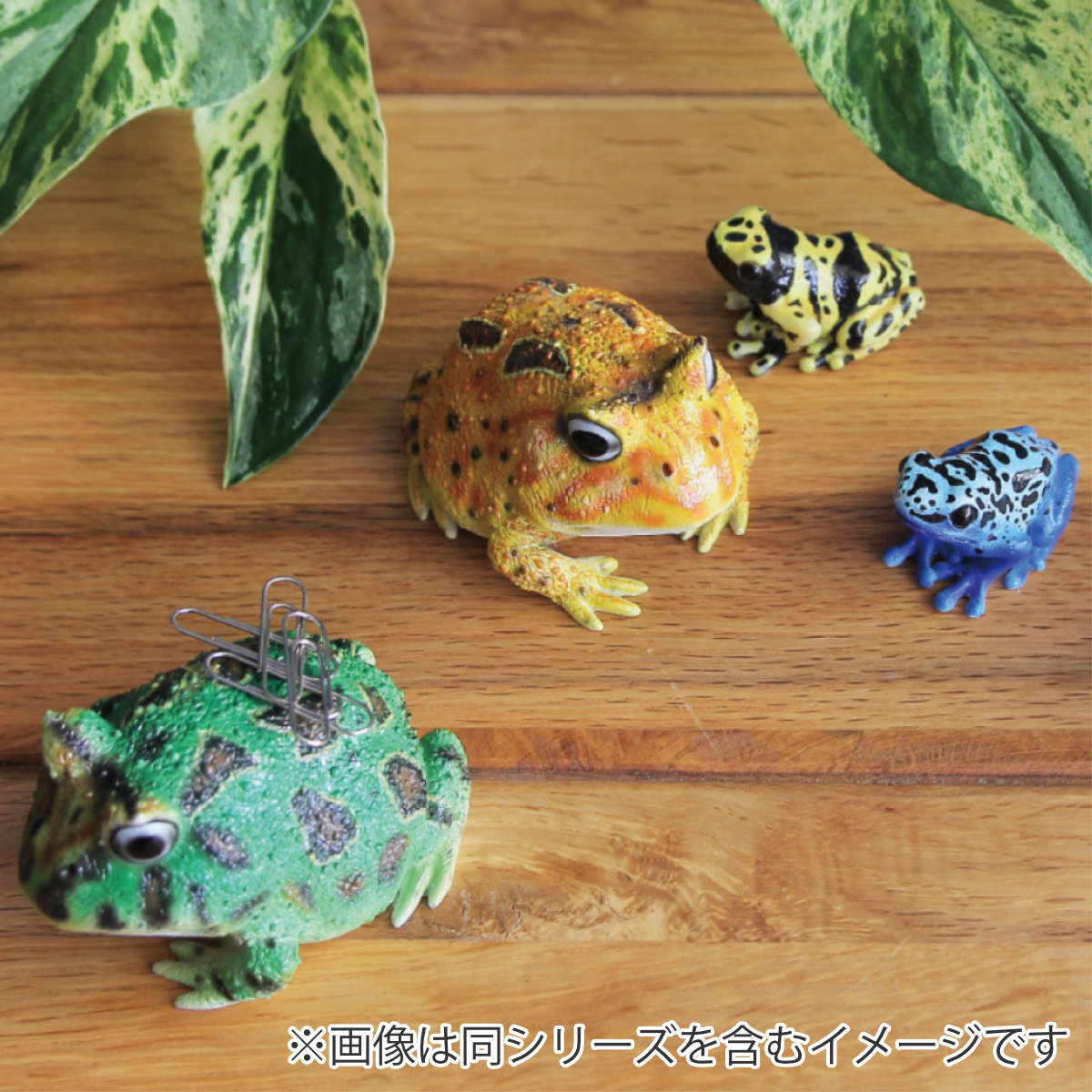 magnet オブジェ REPTILES MAG ヤドクガエル アマガエル （ クリップ
