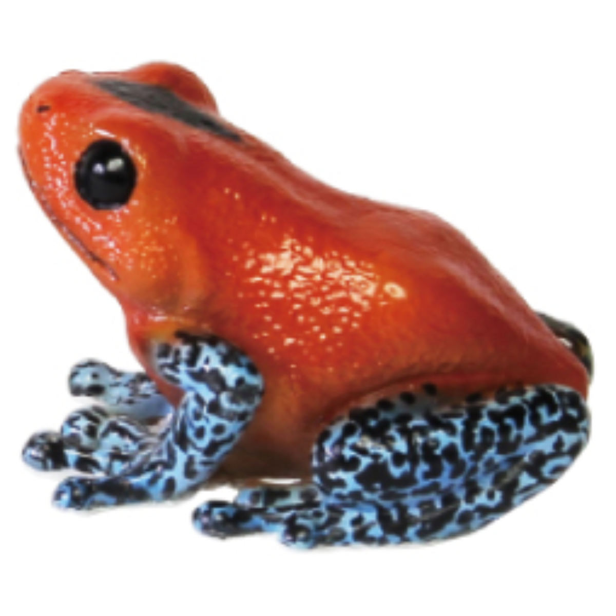 magnet オブジェ REPTILES MAG ヤドクガエル アマガエル （ クリップ