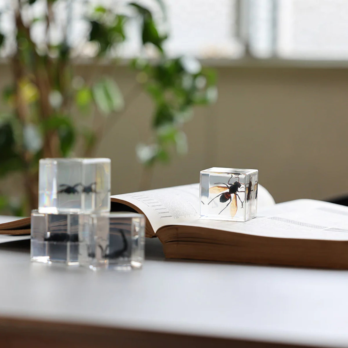 magnet ペーパーウェイト Casimir 昆虫標本 ガラス （ 昆虫 標本 虫