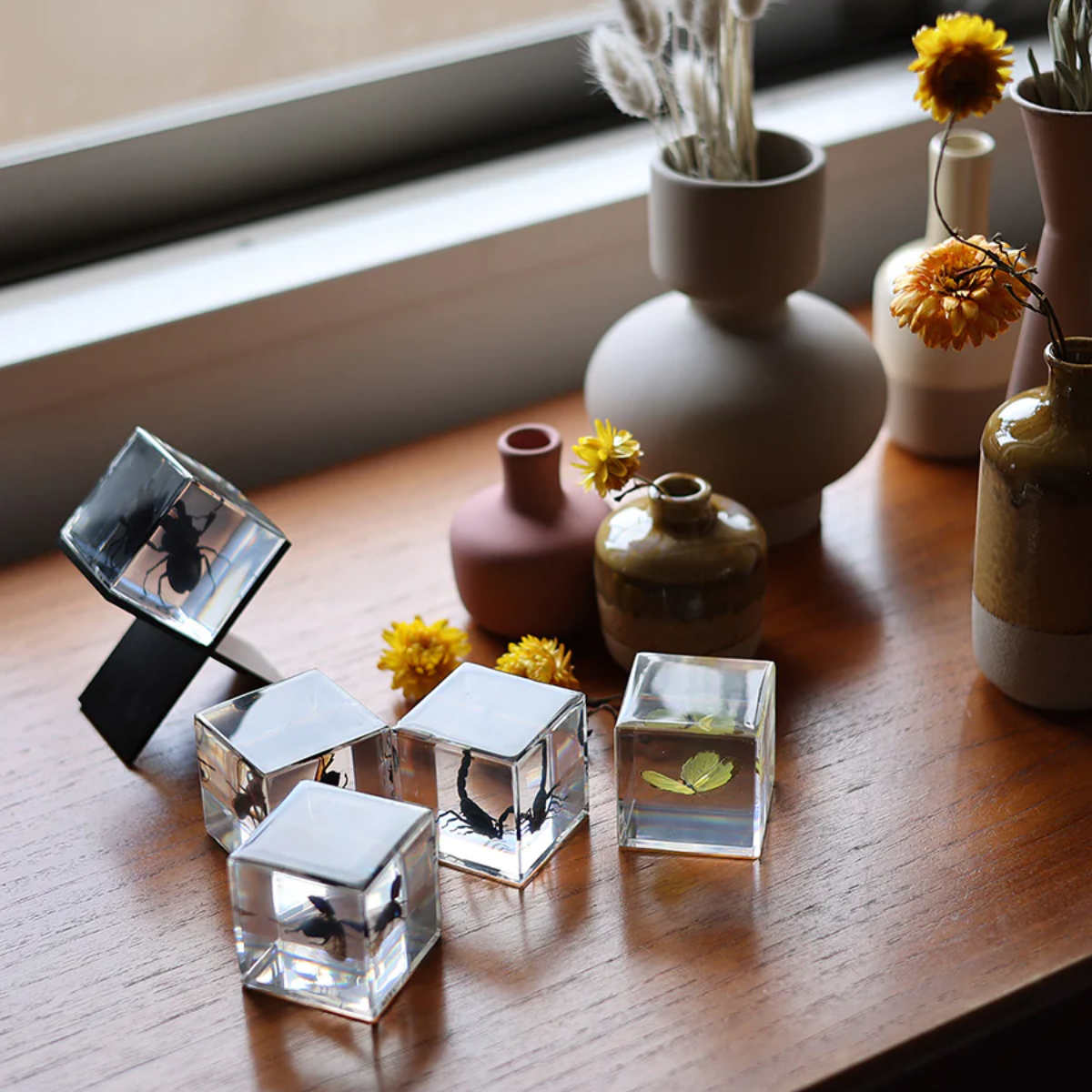 magnet ペーパーウェイト Casimir 昆虫標本 ガラス （ 昆虫 標本 虫