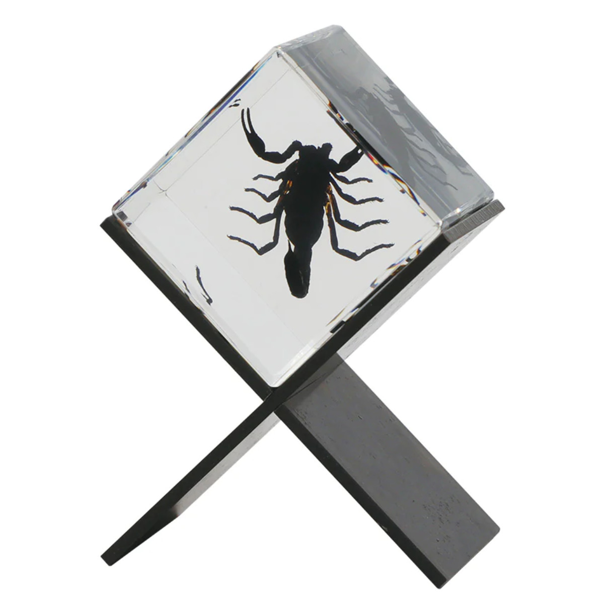 magnet ペーパーウェイト Casimir 昆虫標本 ガラス （ 昆虫 標本 虫