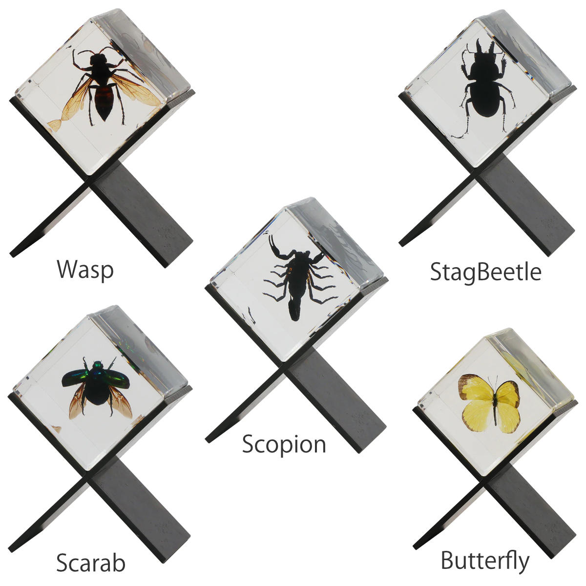 magnet ペーパーウェイト Casimir 昆虫標本 ガラス （ 昆虫 標本 虫