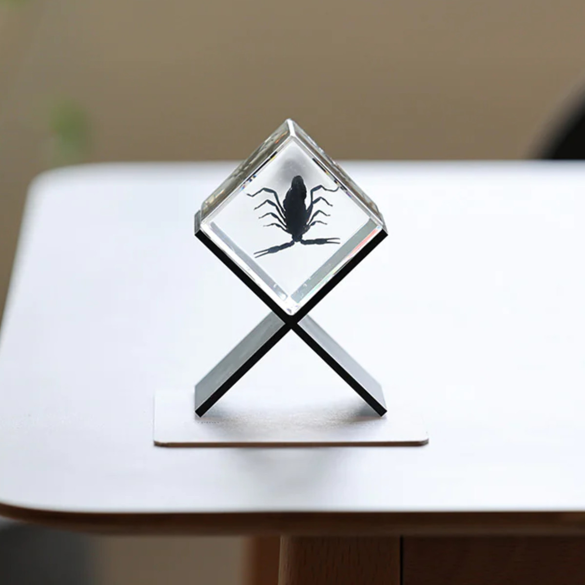 magnet ペーパーウェイト Casimir 昆虫標本 ガラス （ 昆虫 標本 虫