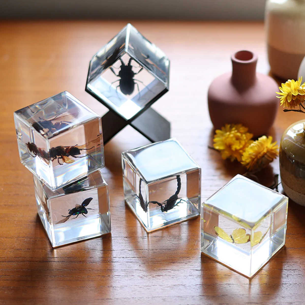 magnet ペーパーウェイト Casimir 昆虫標本 ガラス （ 昆虫 標本 虫