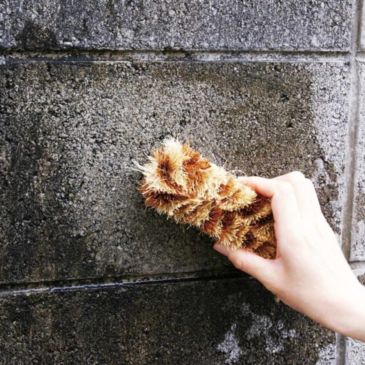 角までコケ無いたわし ロング 清掃用品 （ たわし 苔落とし コケ 束子 ベランダ ガレージ 壁 屋外掃除 コンパクト ハンディ ）