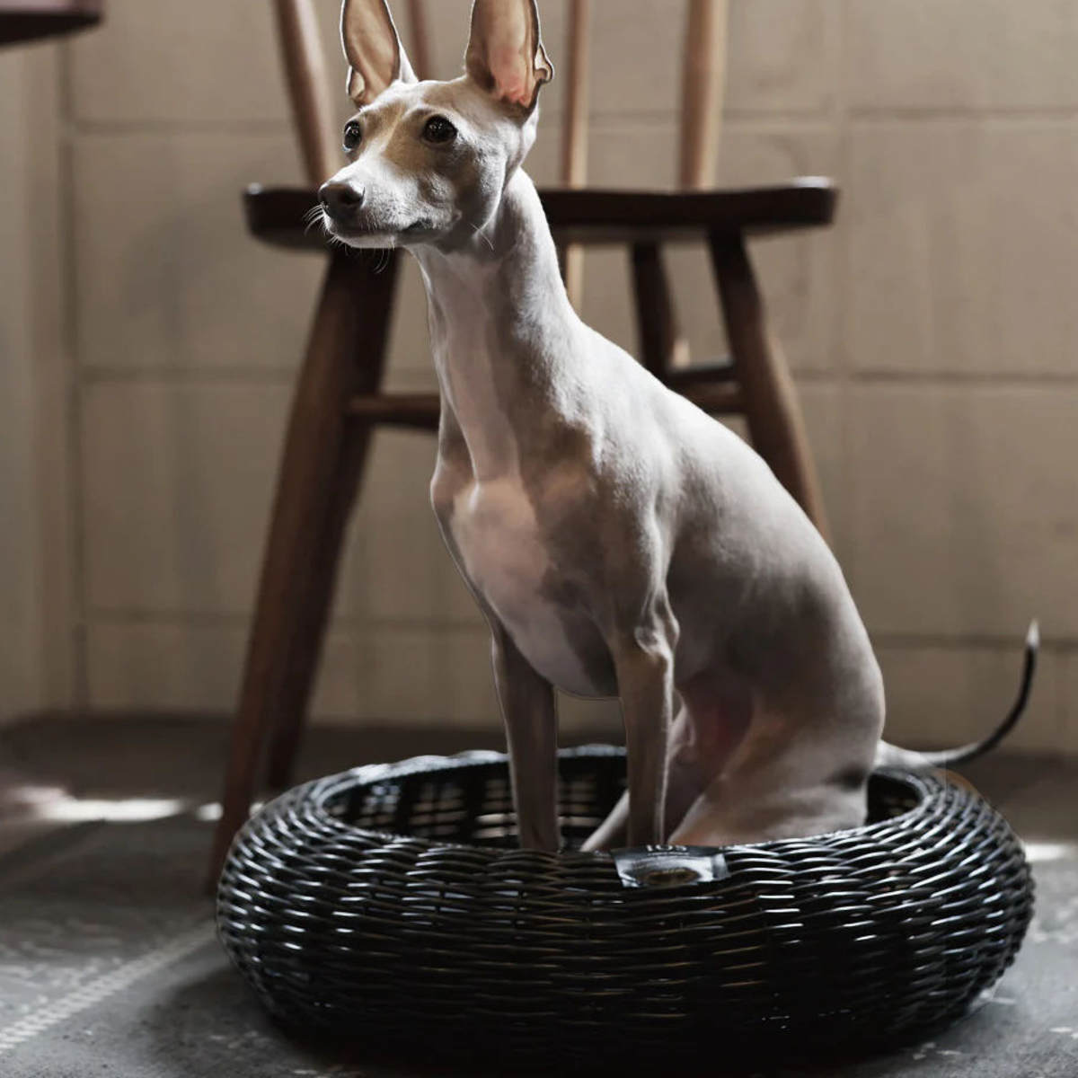 ペット ベッド Cuddly Bed Low 布袋付き （ バスケット かご ペット用ベッド ペット用バスケット 犬用 猫用 ペット用 ）