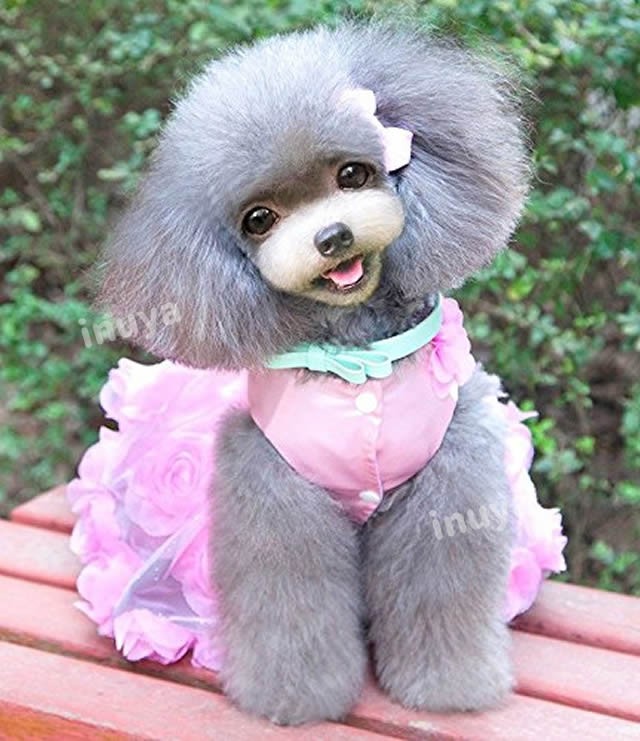 犬服 （ ワンピース ドレス パール ） 小型犬 かわいい フリル 