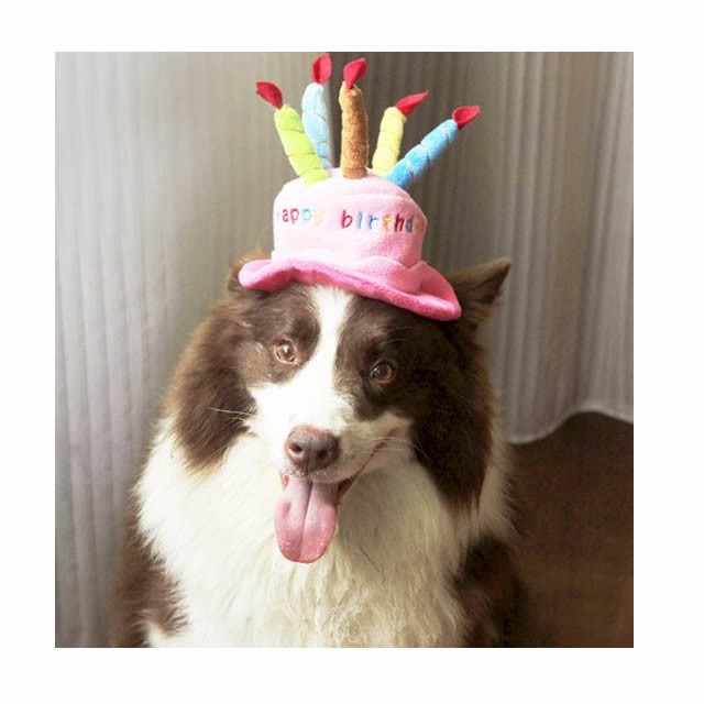 犬 誕生日 ハッピー バースデー キャップ かぶりもの お誕生日 猫 帽子 パーティー コスプレ 小型犬 パーティー ケーキ ハロウィン グッズ 犬屋 Wa 016 犬屋 Yahoo 店 通販 Yahoo ショッピング