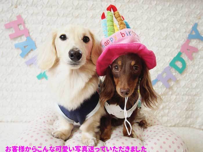 日本代購 | JapanChill 日本代購轉運 空運船運 全球配送 - 犬 誕生日 ハッピー バースデー キャップ かぶりもの （ お誕生日 猫  帽子 パーティー コスプレ 小型犬 パーティー ケーキ ） ハロウィン グッズ 犬屋