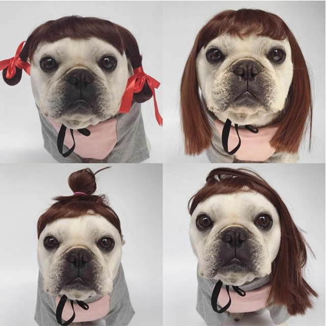 犬用 カツラ かつら ウィッグ 女の子用 おさげ キャップ 帽子変身 かぶりもの 犬屋 :wa-c-20:犬屋 !店 通販  