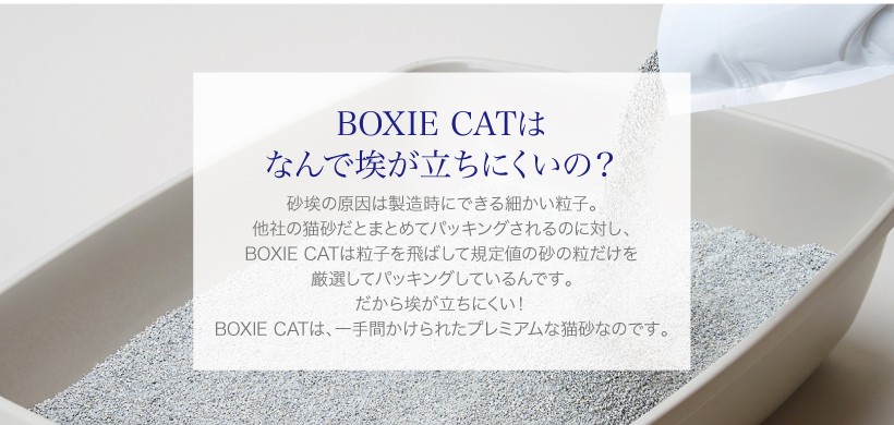 BOXIE CAT