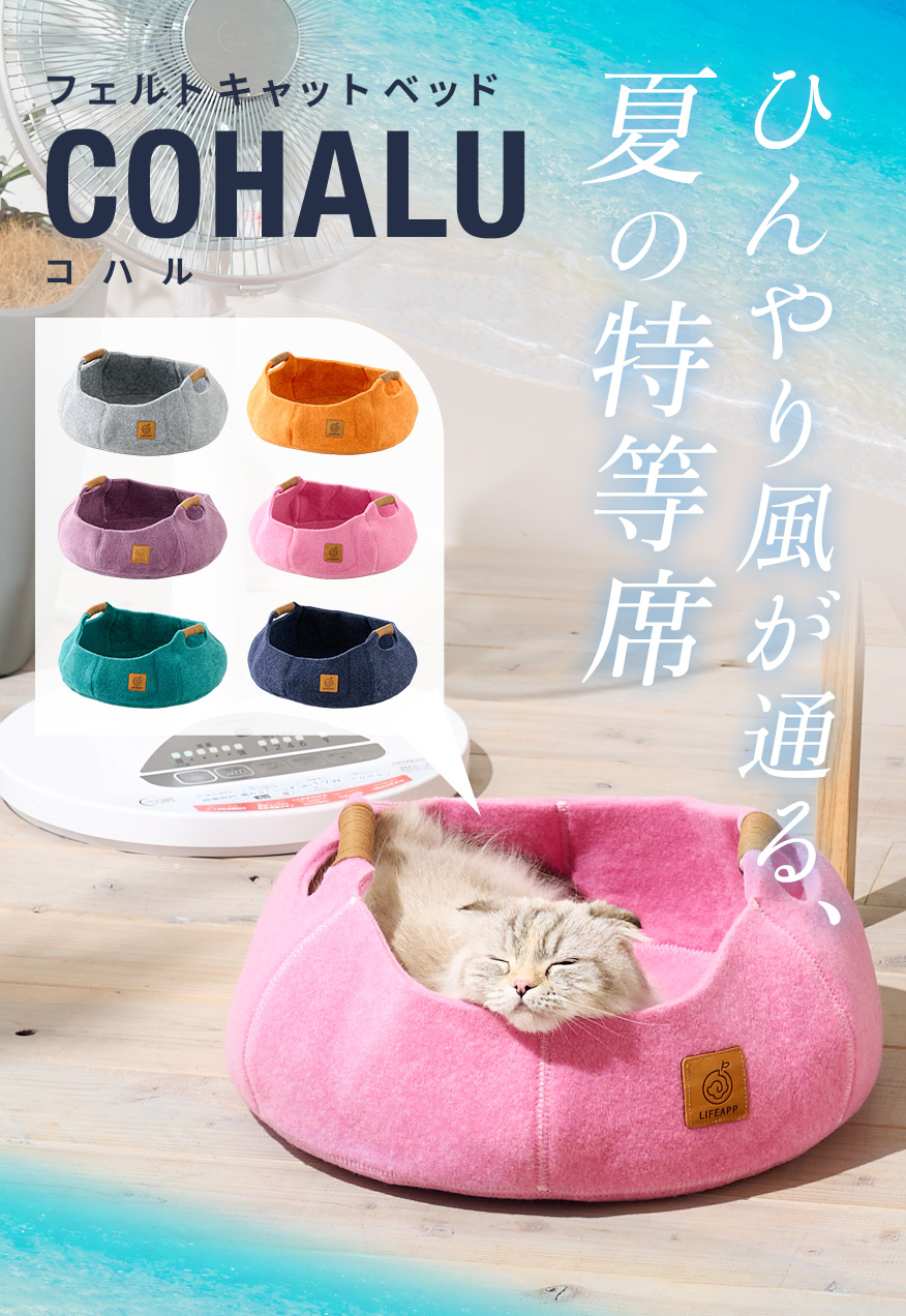 夏にも