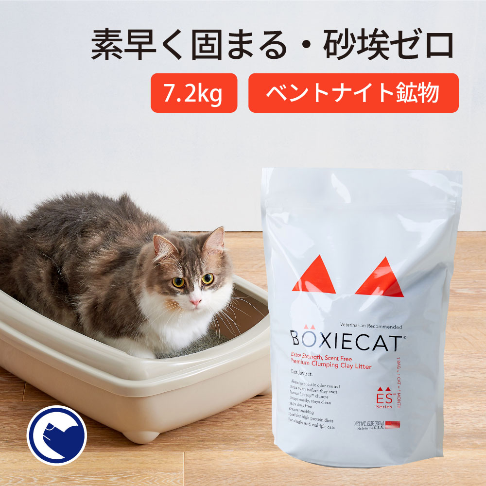 BOXIECATオレンジ