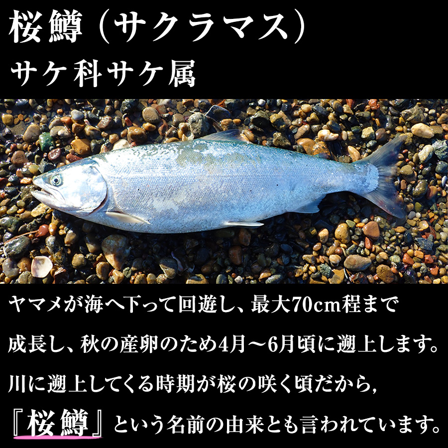 サクラマス 天然 カマ かま 切り落とし 真空2パック 計1.0kg 北海道産 船上活〆 桜鱒 甘塩 本鱒 訳アリ 冷凍 鮭カマ (桜鱒) 魚 切り身  : sankyo-sakurakama : 北海道の美食逸品イランカラプテ - 通販 - Yahoo!ショッピング