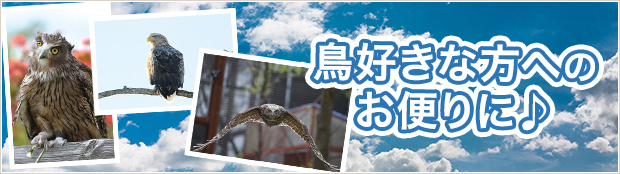 猛禽類医学研究所 Yahoo!店 - Yahoo!ショッピング