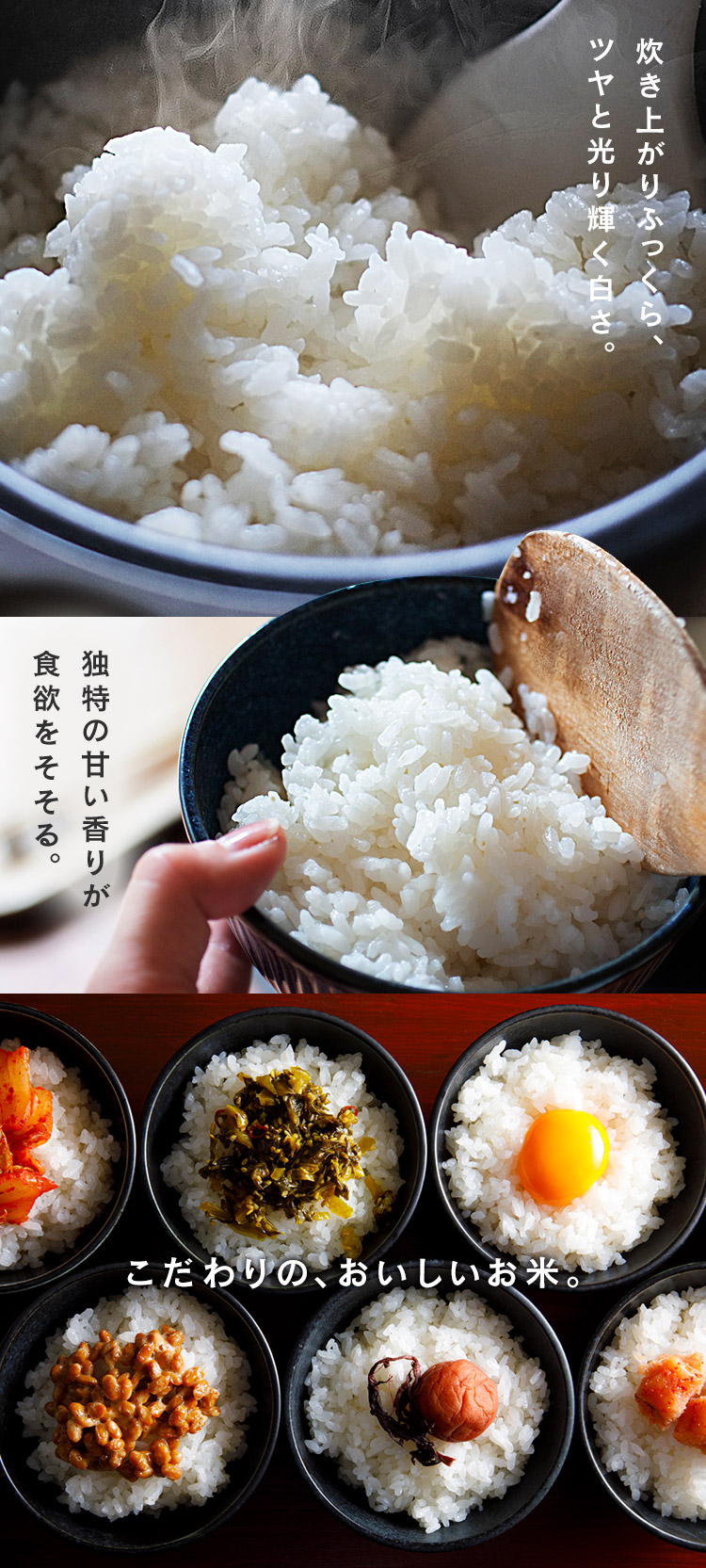 IRIS OHYAMA 米 20kg 令和6年産 無洗米 新潟県産 こしひかり
