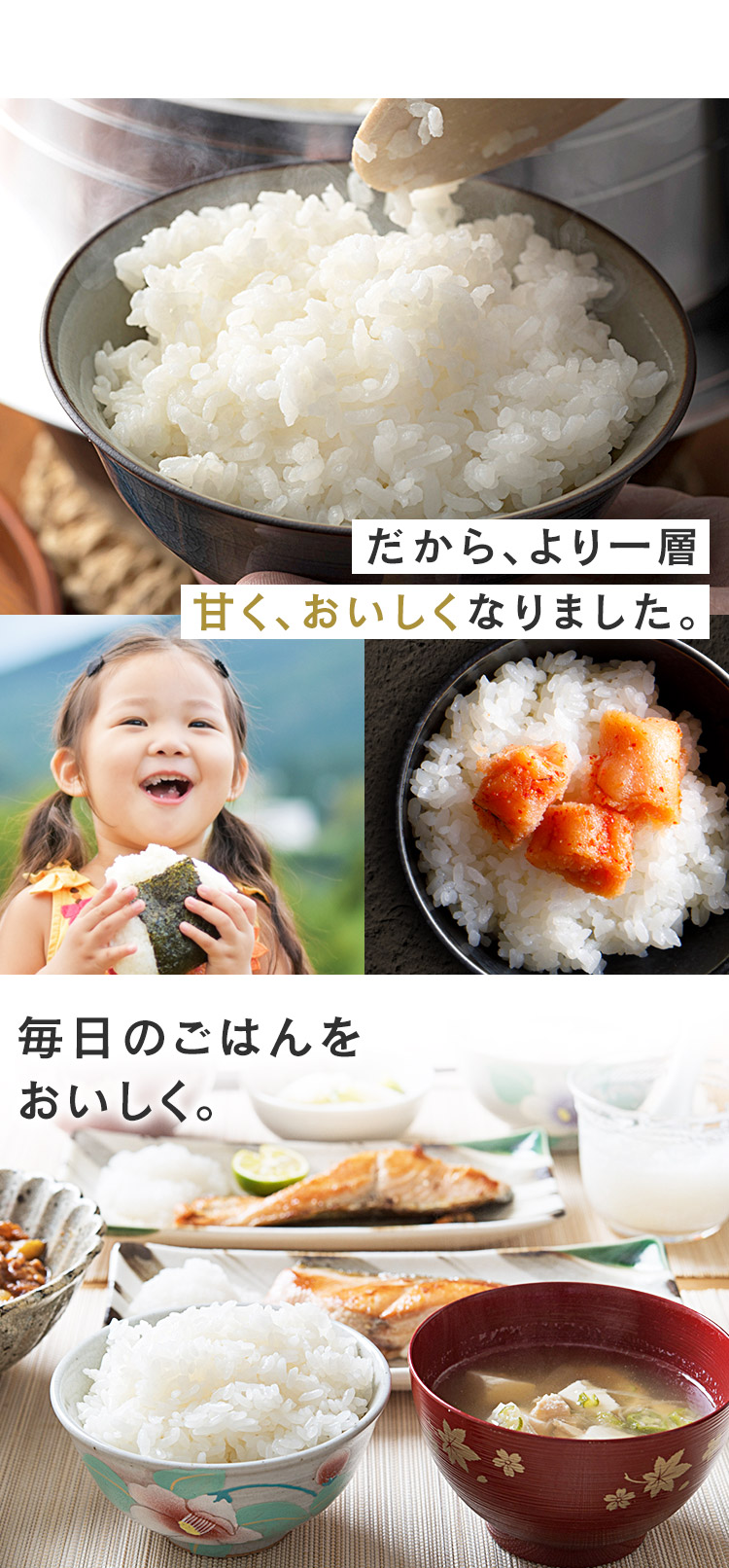IRIS OHYAMA 米 20kg 令和6年産 無洗米 新潟県産 こしひかり