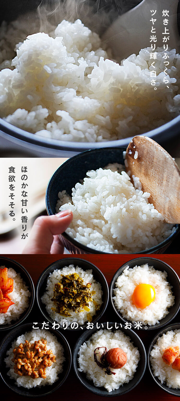 IRIS OHYAMA 米 10kg 令和6年産 千葉県産 こしひかり お米 精米