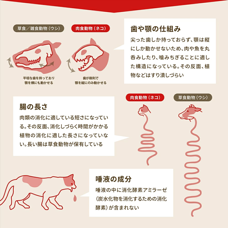 (アウトレット賞味期限印字不良) ドッグフード 犬用 犬 フード ドライフード ACANA アカナ パシフィカドッグレシピ 6kgの画像