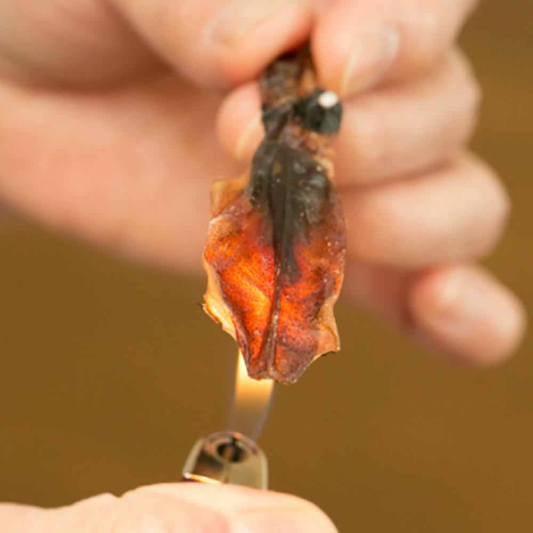 ホタルイカ素干し日本海干物つまみ肴送料無料たっぶり手間ひま炙り【3個】ほたるいか素干し無添加70gTokka 