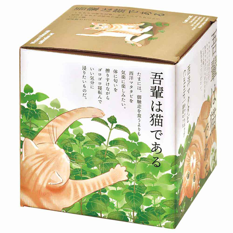 栽培キット栽培セットマタタビ聖新陶芸またたびギフトプラスチックねこデザインインテリアSEISHIN西洋マタタビ栽培キットキャットニップ 
