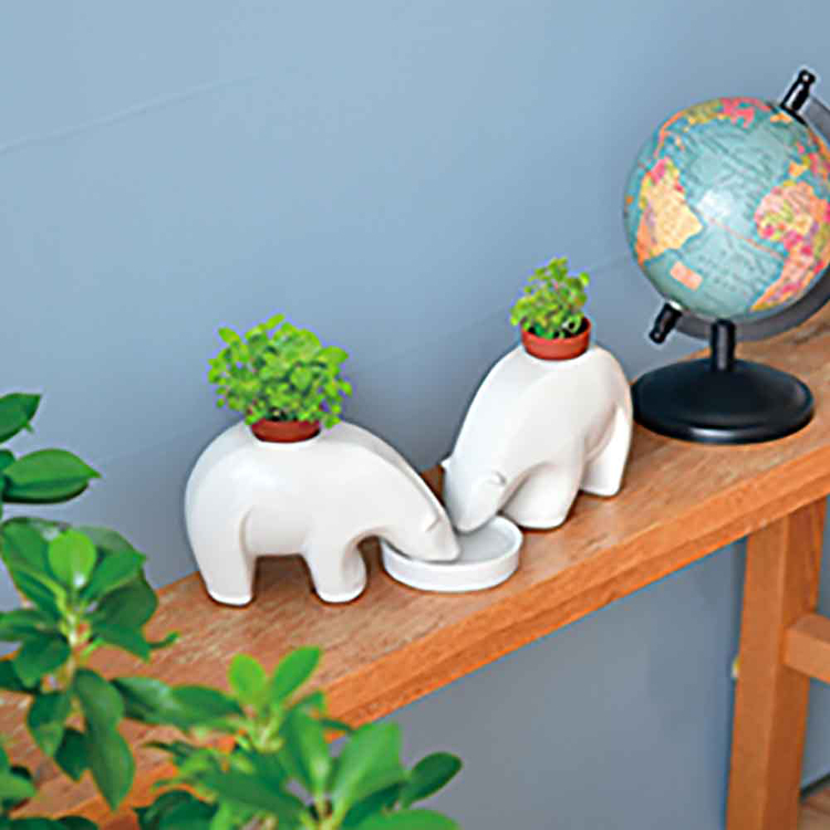 栽培キット ハーブ 5種セット アップルミント アニマルプラント 栽培