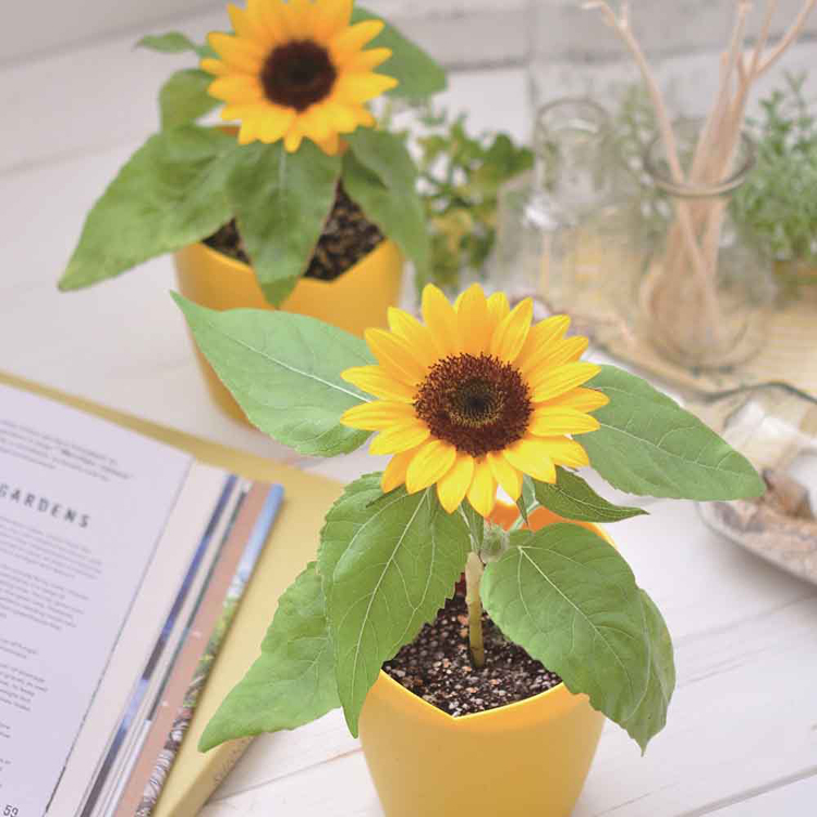 栽培キット ミニひまわり ひまわり 聖新陶芸 スマイルヒマワリ