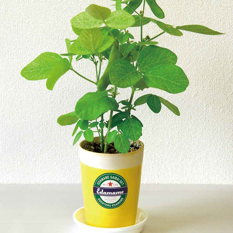 栽培キット 野菜 えだまめ 聖新陶芸 SEISHIN インテリア 枝豆 ギフト