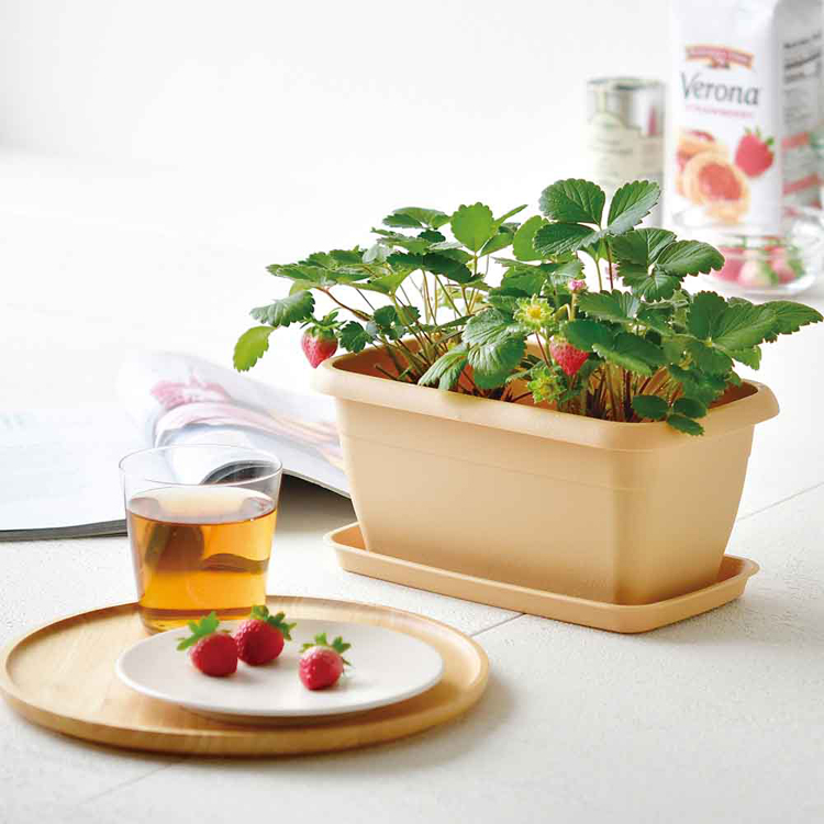 栽培キット栽培セットカラープランター聖新陶芸SEISHINミニ菜園育てる野菜花エンジョイプランター 