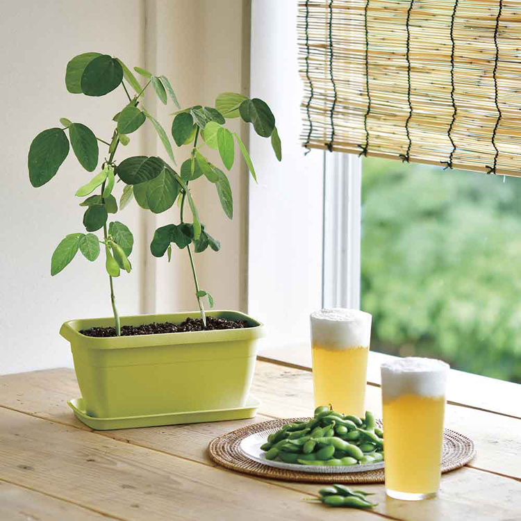 栽培キット栽培セットカラープランター聖新陶芸SEISHINミニ菜園育てる野菜花エンジョイプランター 