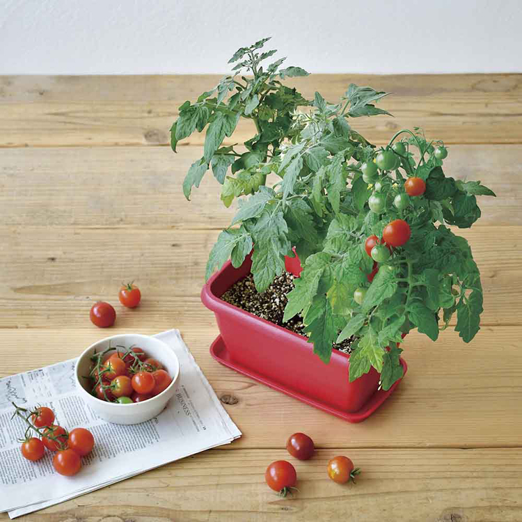 栽培キット栽培セットカラープランター聖新陶芸SEISHINミニ菜園育てる野菜花エンジョイプランター 