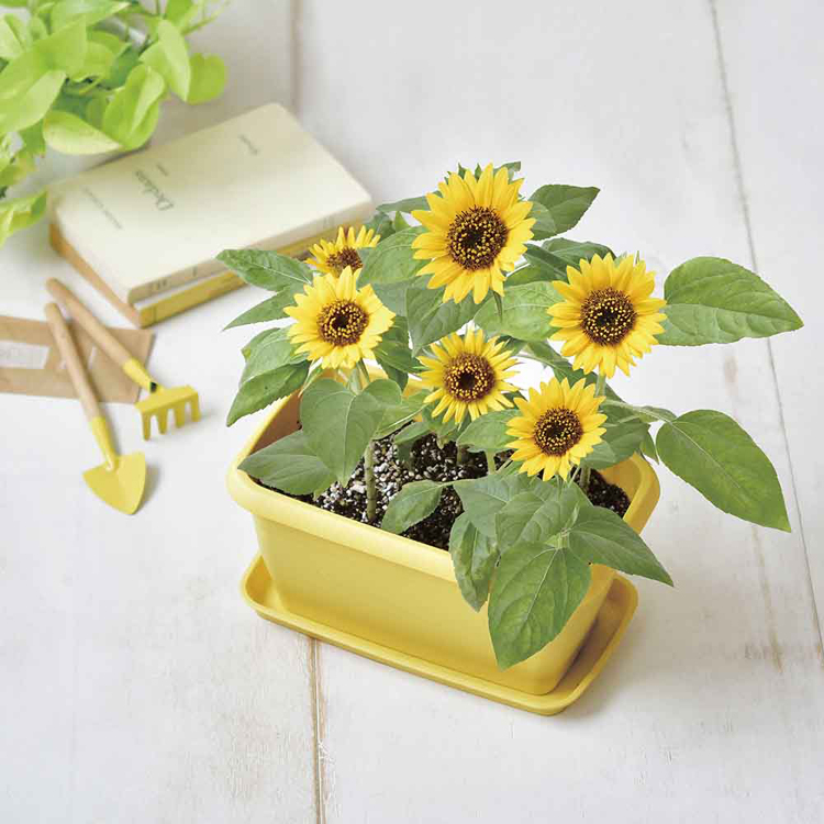 栽培キット栽培セットカラープランター聖新陶芸SEISHINミニ菜園育てる野菜花エンジョイプランター 