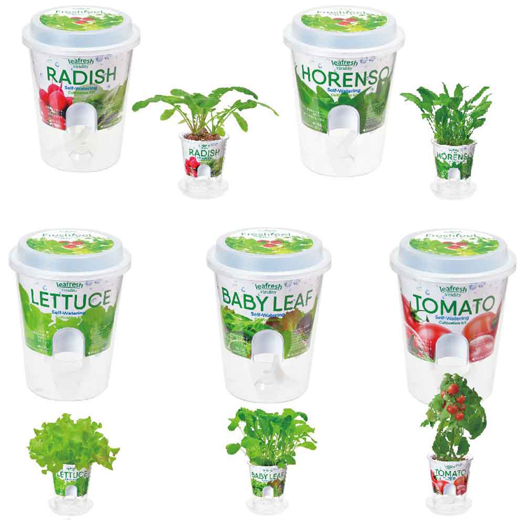 栽培キット栽培セット水耕栽培聖新陶芸SEISHINサラダミニ菜園透明ポットフレッシュフィール 
