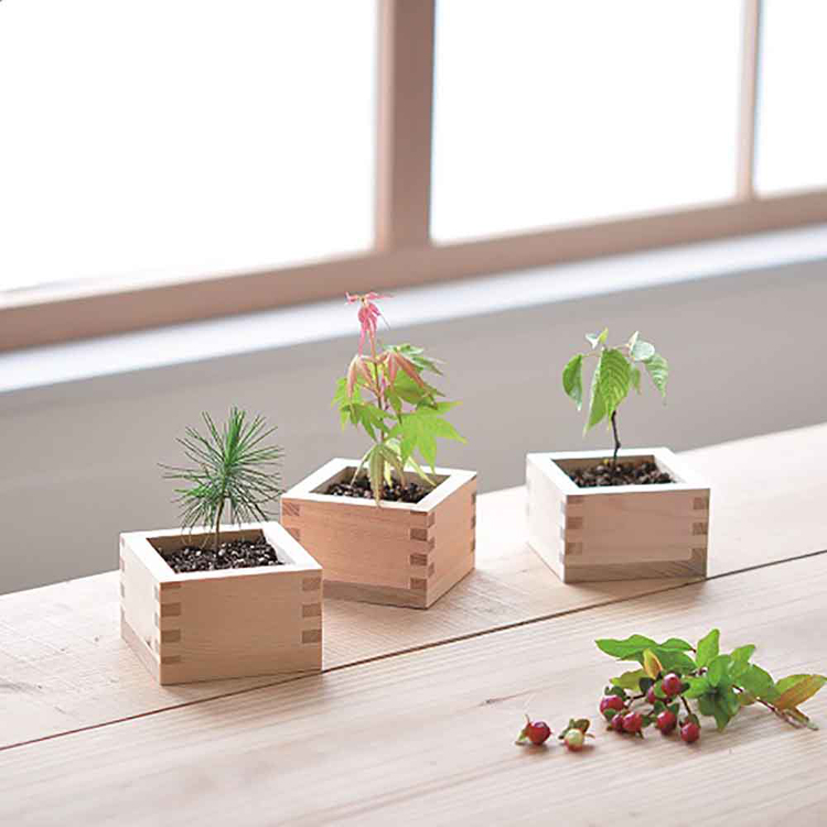 栽培キット 黒松 聖新陶芸 BONSAI ヒノキ升 SEISHIN ギフト お土産