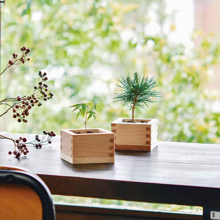 栽培キット 黒松 聖新陶芸 BONSAI ヒノキ升 SEISHIN ギフト お土産