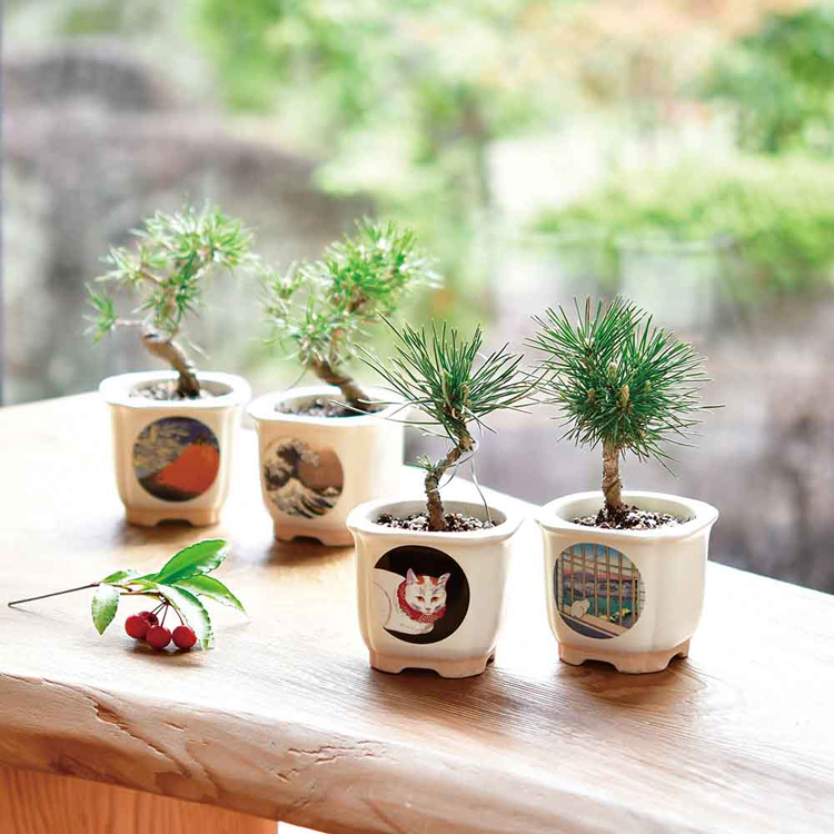 栽培キット 盆栽 松 聖新陶芸 和陶鉢 まつ 富士山 ねこ お土産