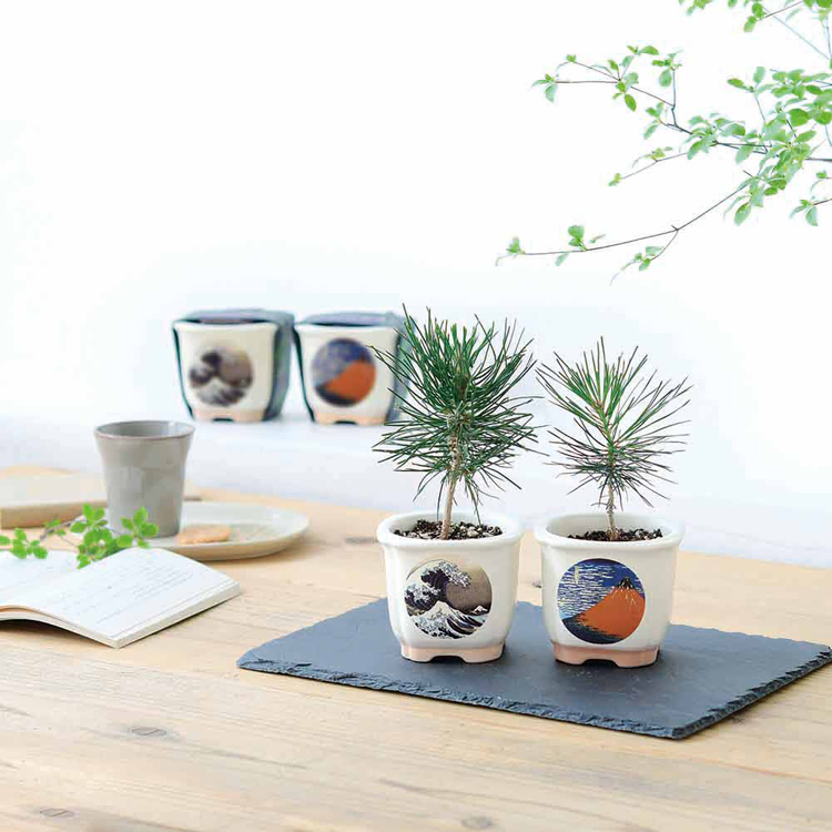 栽培キット 盆栽 松 聖新陶芸 和陶鉢 まつ 富士山 ねこ お土産