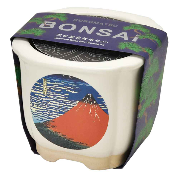 栽培キット 盆栽 松 聖新陶芸 和陶鉢 まつ 富士山 ねこ お土産