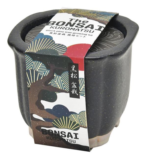 栽培キット 盆栽 松 まつ 聖新陶芸 陶器 贈り物 SEISHIN ギフト The