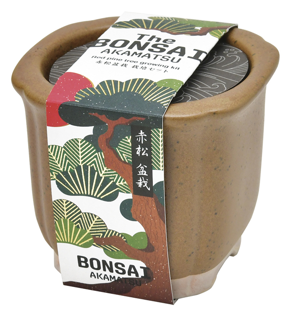 栽培キット 盆栽 松 まつ 聖新陶芸 陶器 贈り物 SEISHIN ギフト The